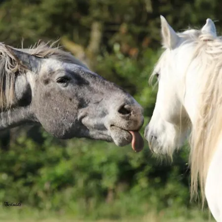 Marina Ns Διαμέρισμα